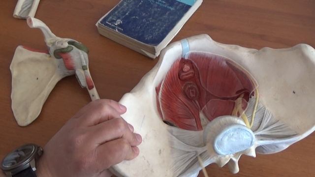 Pelvis eklem ve ligamentler смотреть онлайн