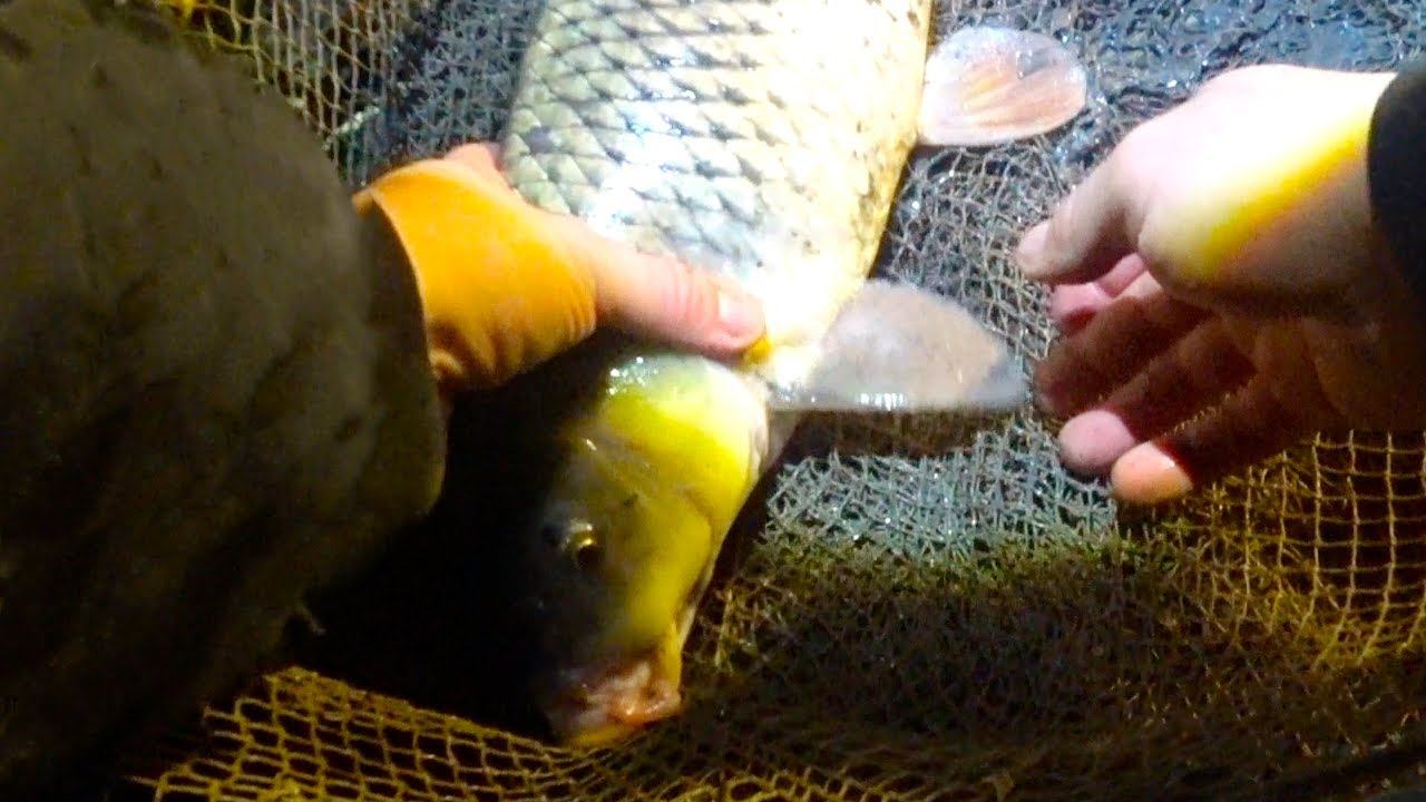 САЗАНЫ И КАРАСИ ЗИМОЙ !!! РЫБАЛКА !!! смотреть онлайн