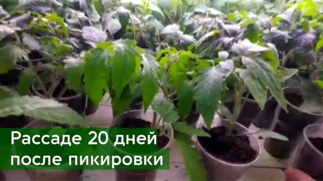 Рассада томатов в апреле. Подводим итоги. смотреть онлайн