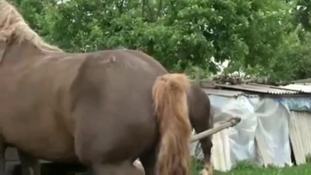 Horse Mating || Dark Horse vs Joyful Noise || Horse Breding Time смотреть онлайн