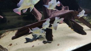 small Geophagus Winemilleri and Satanoperca Daemon