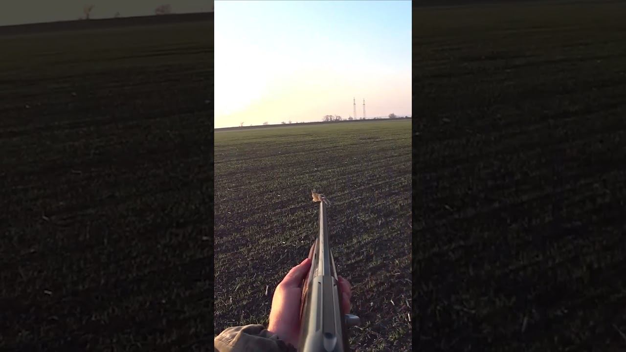 ОХОТА НА ЗАЙЦА !!! ЗАЯЦ ИЗ ПОД НОГ смотреть онлайн