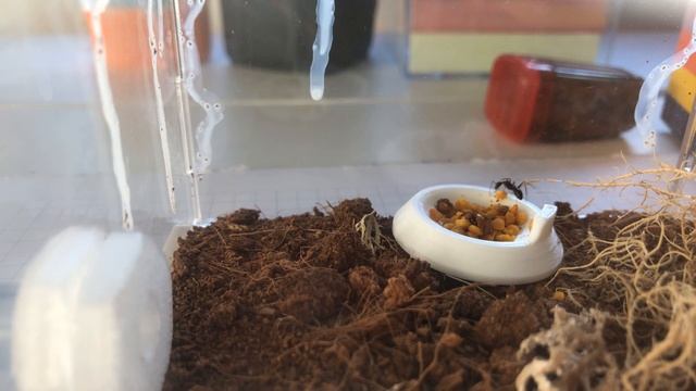 Camponotus Ligniperda смотреть онлайн