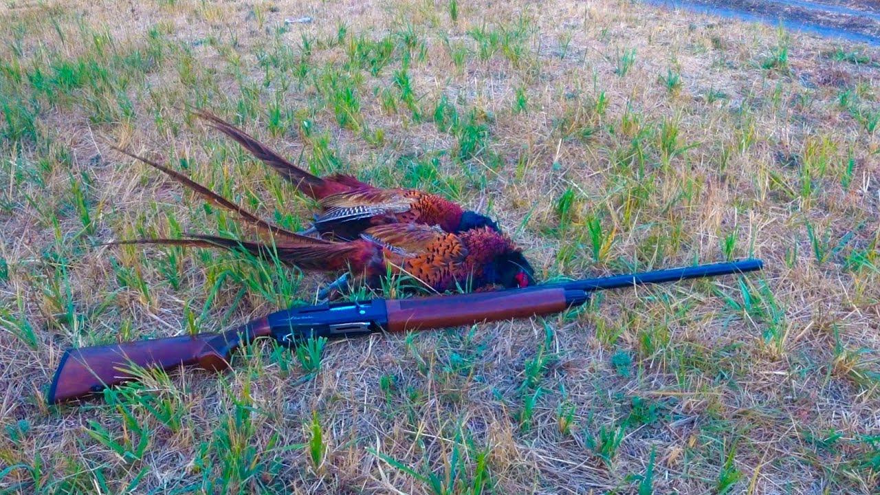 ОХОТА !!! ФАЗАНА ТЬМА !!! смотреть онлайн