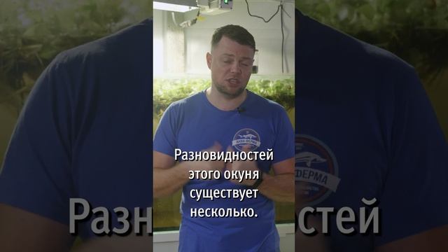 окунь s1 смотреть онлайн