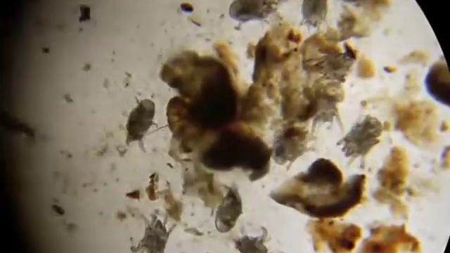 Ear mites! смотреть онлайн