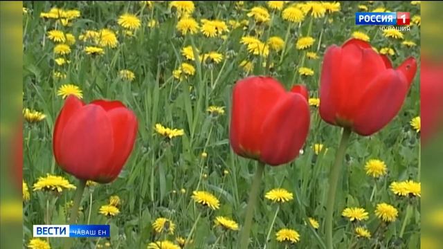 Петӗр Яккусем поэт, ӑсчах 70 ҫул тултарчӗ смотреть онлайн