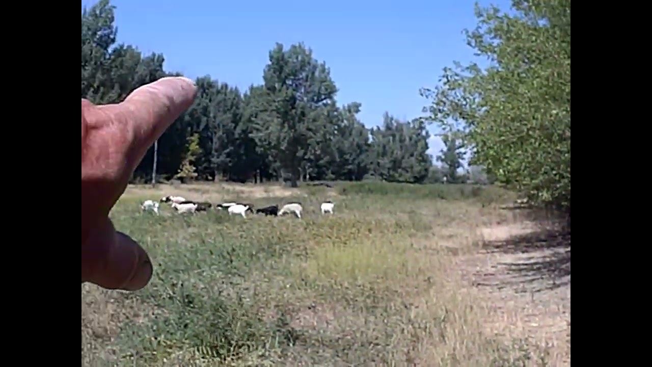 08.08.2024 ЧТО ДЕЛАТЬ? : ЛПХ В ОПАСНОСТИ смотреть онлайн