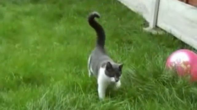 Внимание! Самый "Опасный" Кот В Мире! :D смотреть онлайн
