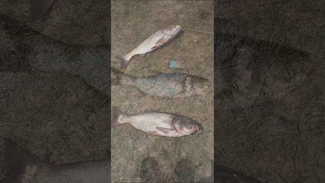 рыбалка 2024г смотреть онлайн