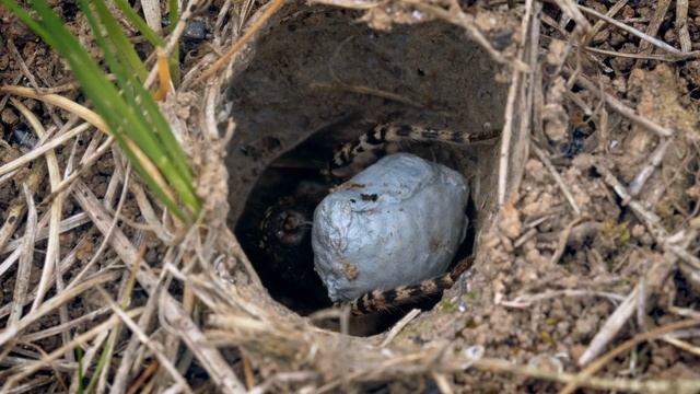 Интересные факты о тарантулах смотреть онлайн