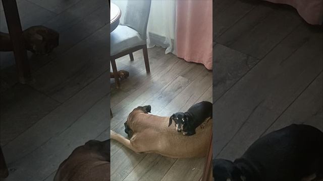 Где вы еще такое увидите?! MonkeyPride1, больше эксклюзивного контента в телеграм #shorts #teamwork смотреть онлайн