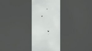 +7(910)251-02-38 голуби в небе питомника «Казинка»