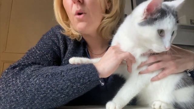 Conversation avec mon chat - Chat 70 смотреть онлайн