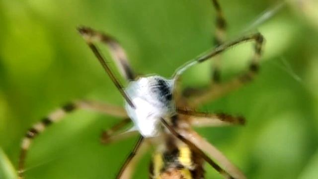 Паук кругопряд Аргиопа Брюнниха (Argiope bruennichi) смотреть онлайн