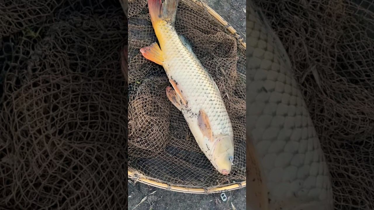 Бешеный клев на Теплом канале!!! #рыбалка #fishing #охота #сазан смотреть онлайн