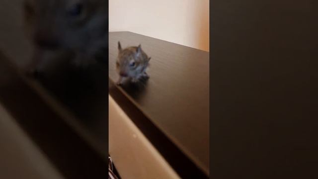 Маленькая белка на прогулке😀🐿 смотреть онлайн