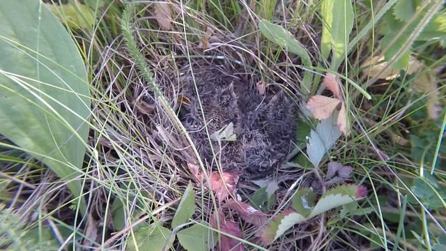 Жаворонок 150612 1 у дороги 150612 12 смотреть онлайн