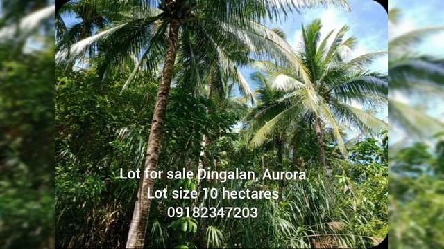 Beach lot | Lot for sale Dingalan, Aurora | AdSeen TV смотреть онлайн