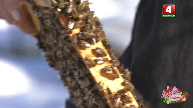 Удачи на даче. Как ухаживать за пчёлами весной? смотреть онлайн