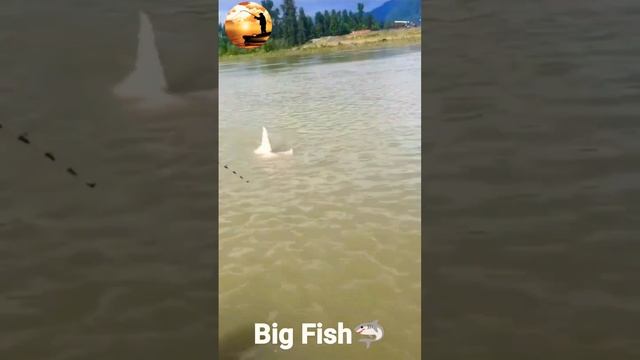 #Big Fish #Рыба монстр #shorts #fishing #рыбалка смотреть онлайн