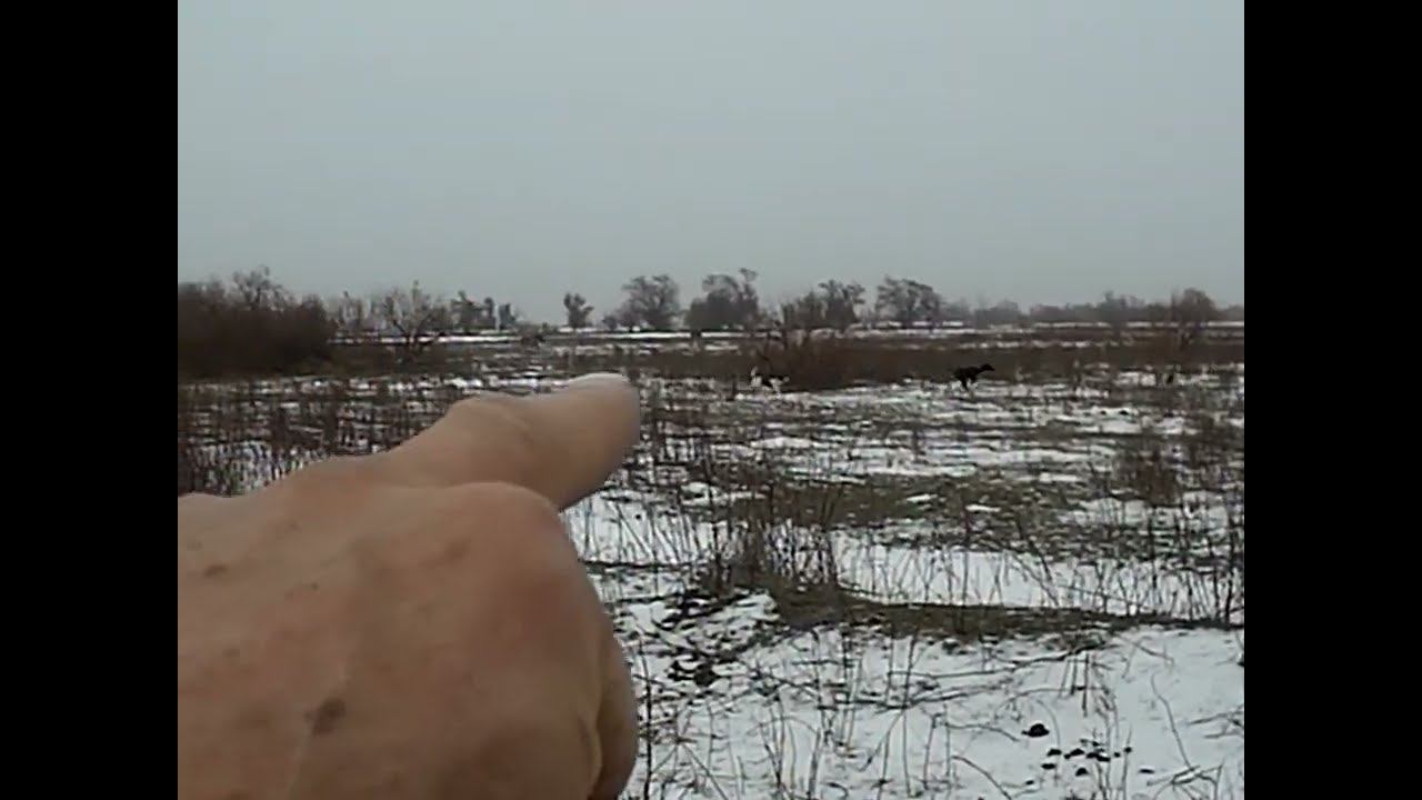 16.12.2023 ЧТО ДЕЛАТЬ? : ЛПХ В ОПАСНОСТИ смотреть онлайн