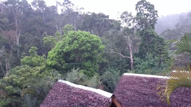 Indri's song from Feon' Ny Ala Andasibe Lodge смотреть онлайн