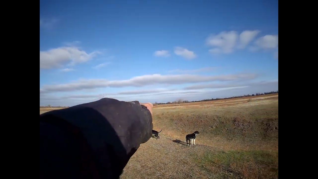 17.11.2024 ЧТО ДЕЛАТЬ? : ЛПХ В ОПАСНОСТИ смотреть онлайн