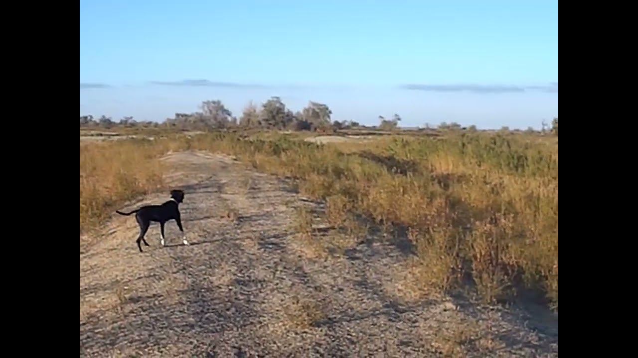 10.10.2024 ЧТО ДЕЛАТЬ? : ЛПХ В ОПАСНОСТИ смотреть онлайн