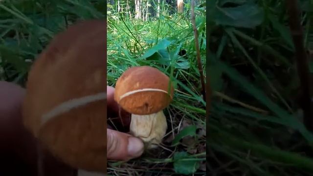 #mushroom #fungi #boletus #porcini #forest #nature #грибы #лес смотреть онлайн