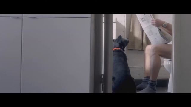 he sits on toilet while dog watches him then camera captures the most incredible scene ever смотреть онлайн