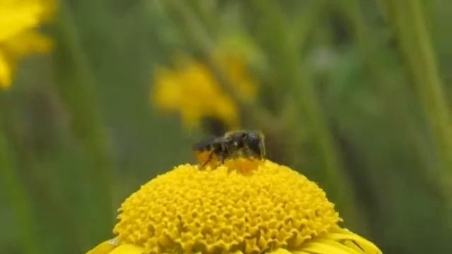 Löcherbiene Osmia (Heriades) truncorum sammelt Pollen.mpg смотреть онлайн