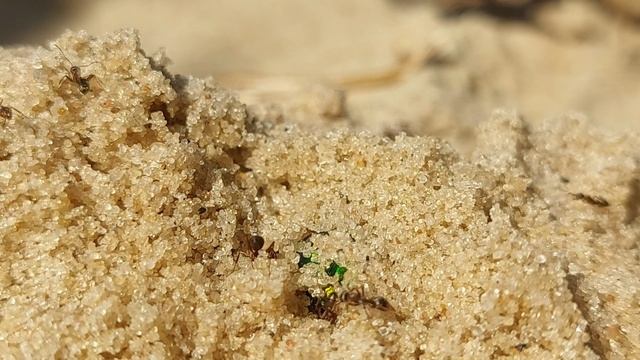 Муравьи откопали Жука Нет покоя от них даже под землёй Ants vs Beetle смотреть онлайн