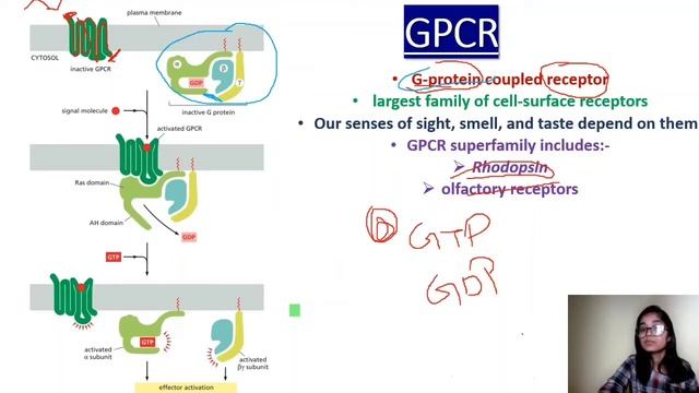 GPCR | cAMP pathway | G protein coupled receptor | adenylate cyclase | cell signaling #iitjam #GATB смотреть онлайн
