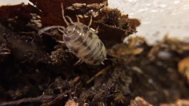 Paisley shows off her Porcellio laevis 'Dairy Cows' and shows you what she does to take care of the смотреть онлайн