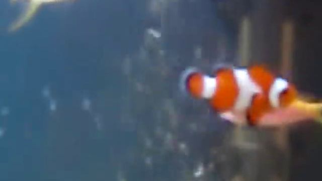 Golden Angelfish ( Centropyge aurantia ) , Flame , African Flameback , Emperor Angelfish in my FOT смотреть онлайн