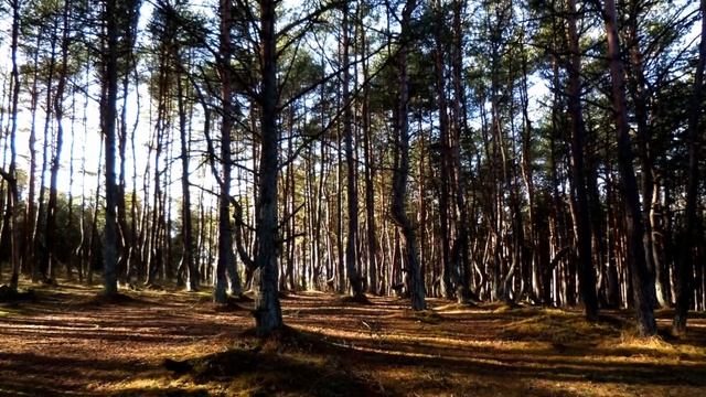 Куршская коса