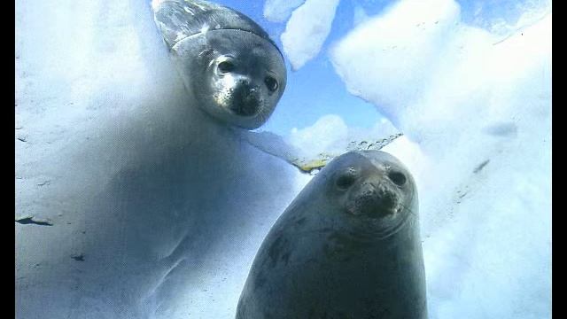 Seal Music