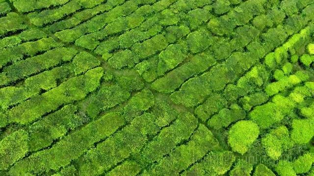 Видео отчет о поездке с Самуи на остров Пенанг (Малайзия) и в Cameron Highlands смотреть онлайн