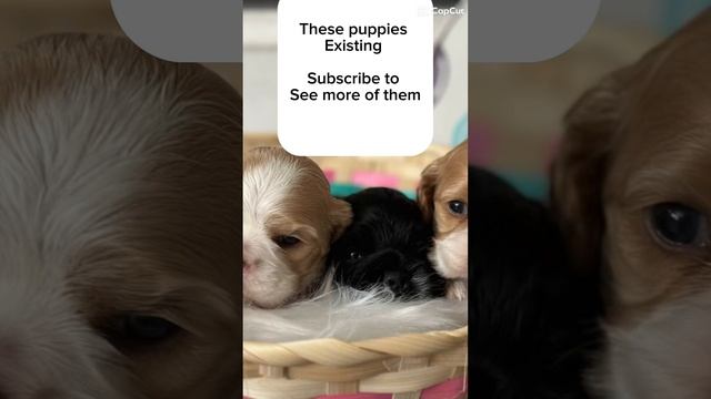 These puppies existing #cochransspaniels #cockerspanielpuppy #puppy смотреть онлайн