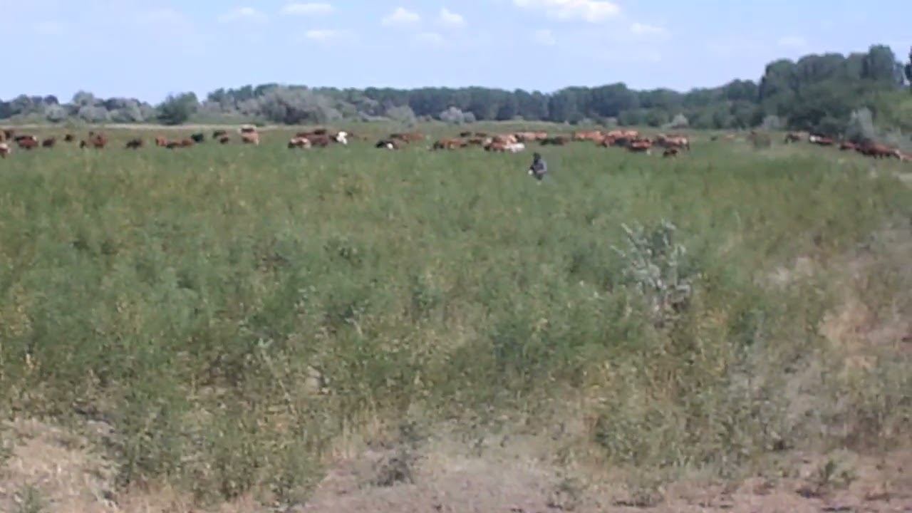 26.07.2023 И снова в кадре пастух Марченко смотреть онлайн