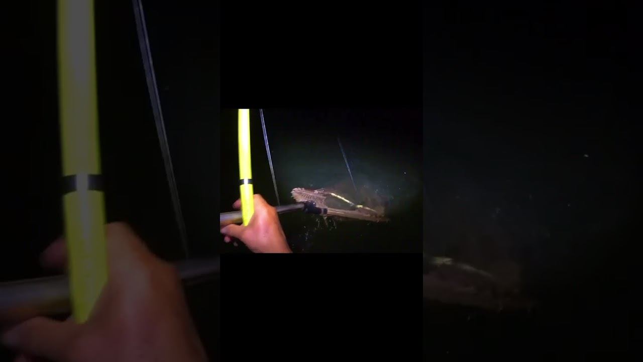 НОЧНОЙ ЖОР САЗАНА !!! #shorts смотреть онлайн