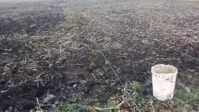 посадка ремонтантной клубники смотреть онлайн