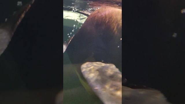 морские котики 2 смотреть онлайн