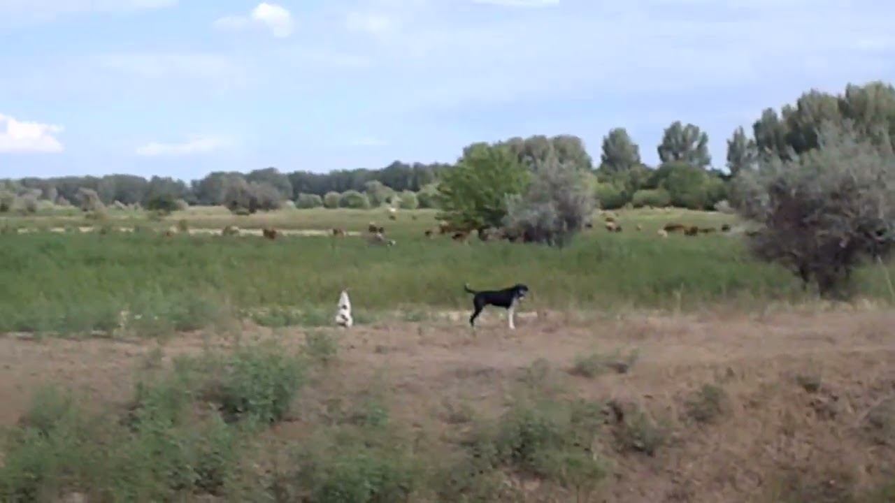 18.07.2023 И снова в кадре пастух Марченко смотреть онлайн