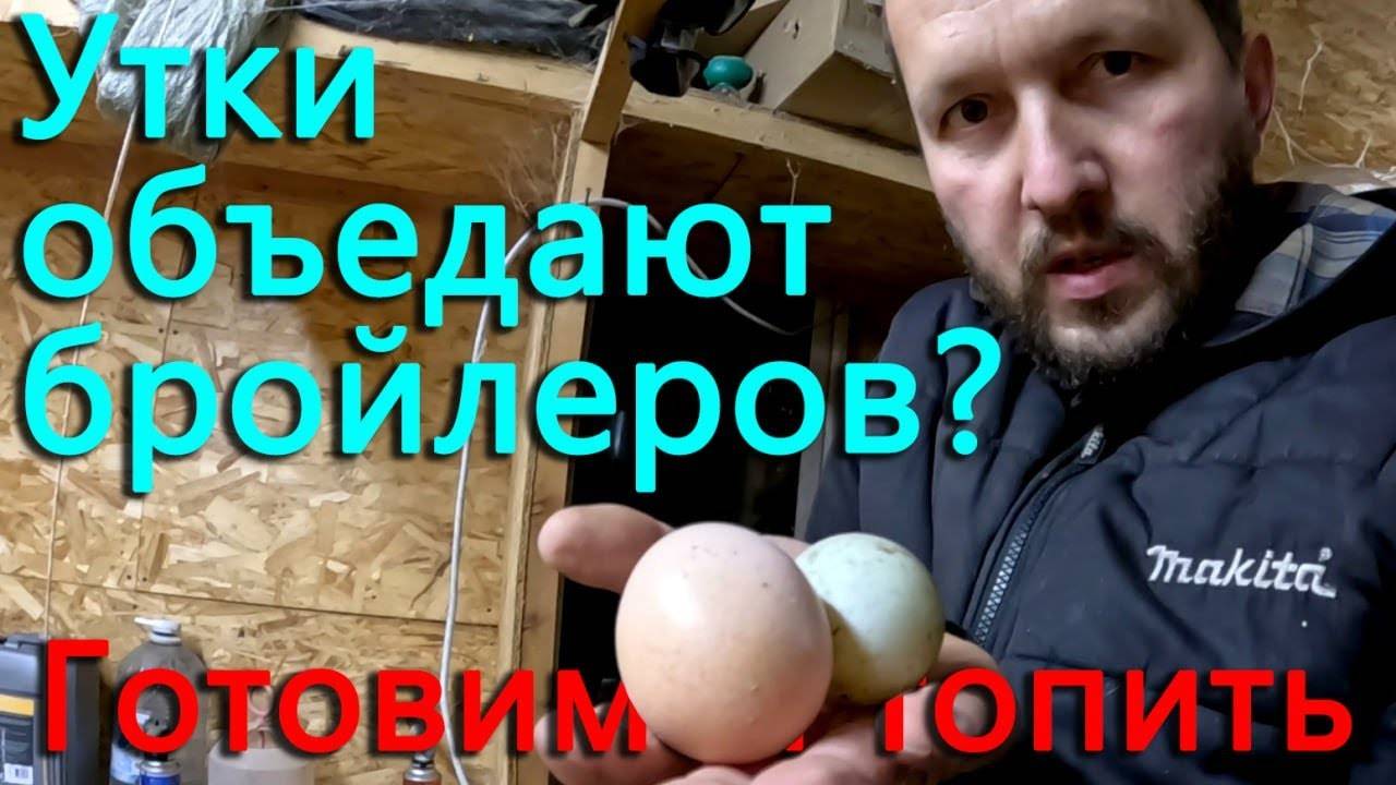 Кто несет больше яиц_ утка или бройлер_ В трубу улетело много денег. Опять нет света. смотреть онлайн