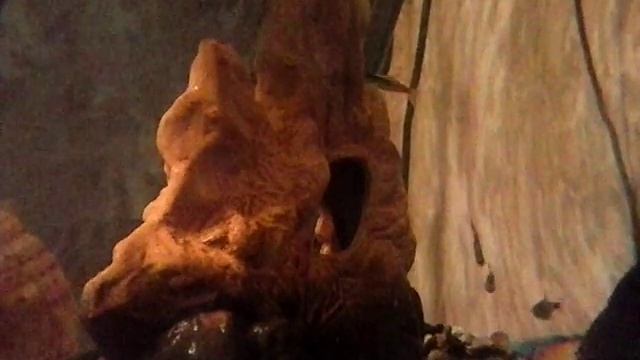 Танец рыбки смотреть онлайн