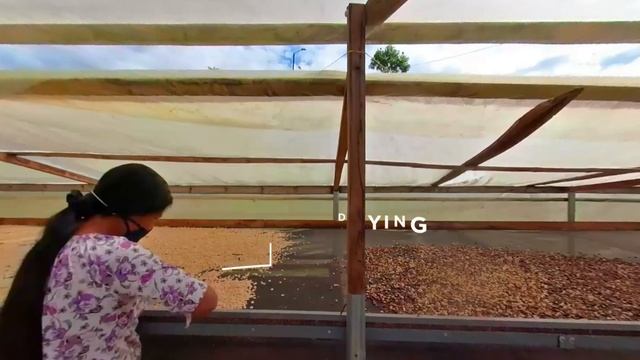 50 Amigas | 360° | Colombian Coffee Virtual Experience | All you need to know behind a cup of coffe смотреть онлайн