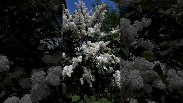 Интересная красивая белая сирель цветет весной Interesting beautiful white lilac blooms in spring 有 смотреть онлайн