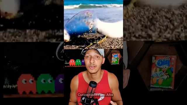 Cuidado com a CARAVELA-PORTUGUESA #shorts #caravelas #águaviva смотреть онлайн